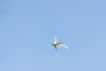 Great Egret banking turn head level Royalty Free Stock Photo