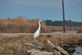 Great Egret On The Banks Of Bayou Lacombe Louisiana. Royalty Free Stock Photo