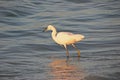 Great Egret on Beach Royalty Free Stock Photo