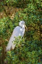 Great Egret Royalty Free Stock Photo