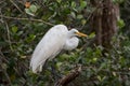 Great Egret, Big Cypress National Preserve, Florida