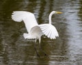 Great egret, binomial name Ardea alba, landing on a small spillway in White Rock Lake in Dallas, Texas.