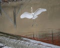 Great egret, binomial name Ardea alba, landing on a small spillway in White Rock Lake in Dallas, Texas.