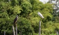 Great Egret bird and Black-crowned night heron bird perching on the top of dried bamboo with blur green tree. Royalty Free Stock Photo