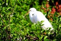 Great egret bird in breeding plumage in Florida Royalty Free Stock Photo
