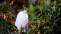 Great egret bird in breeding plumage in nest, Florida Royalty Free Stock Photo