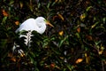 Great egret bird in breeding plumage in nest, Florida Royalty Free Stock Photo