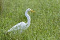 Great Egret bird close up, Georgia USA Royalty Free Stock Photo