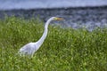 Great Egret bird close up, Georgia USA Royalty Free Stock Photo