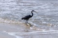 Great Egret Bird flying at its best crane having fun at beach