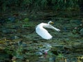 Great egret bird flying on lake reflection in water Royalty Free Stock Photo