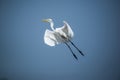 White Egret Flying Royalty Free Stock Photo