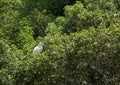 Great Egret bird in Green Trees
