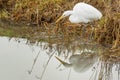 Great Egret hunting in Wetlands