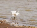 Great Egret Bird in lagoon Royalty Free Stock Photo