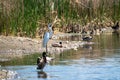 Great egret bird stands tall in a pond filled with mallard ducks