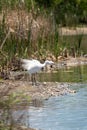 Great egret bird stands tall in a pond filled with mallard ducks, ruffling feathers