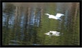 Great Egret Flies Over Lake with Reflection