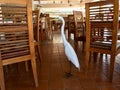 Great Egret Bird. at the restaurant. Punta Cana Royalty Free Stock Photo