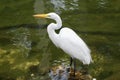 Great Egret Bird at the pond