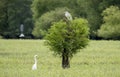 Great Egret birds at Dyar Pasture Wildlife Management Area, Royalty Free Stock Photo