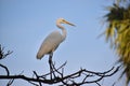 Great Egret and blue sky background sitting on tree branch. Ardea alba, also known as the common egret, or in the Old Royalty Free Stock Photo