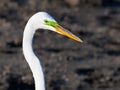 Great Egret in Breeding Colors Royalty Free Stock Photo