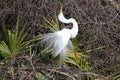 Great Egret Breeding Display Royalty Free Stock Photo