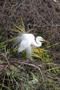 Great Egret Breeding Display in a Tree Royalty Free Stock Photo