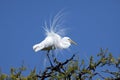 Great Egret in breeding plumage Royalty Free Stock Photo