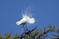 Great Egret in breeding plumage