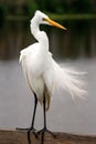 Great egret with breeding plumage