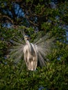 Great Egret Portrait Royalty Free Stock Photo