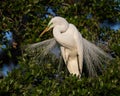 Great Egret Portrait Royalty Free Stock Photo