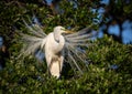 Great Egret Portrait Royalty Free Stock Photo