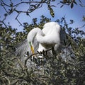 Great Egret in Breeding Plumage and Green Eye Loral