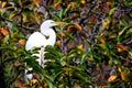 Great egret in breeding plumage in nest in Florida Royalty Free Stock Photo