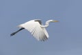 Great Egret in Breeding Plumage Taking Flight Royalty Free Stock Photo
