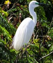 The Great Egret breeding time during Monsoon & x27;Selective Focus