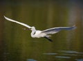 Great egret carrying nesting material flies toward rookery in Venice, Fl Royalty Free Stock Photo