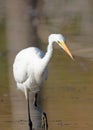 Great Egret (Casmerodius albus) Royalty Free Stock Photo