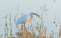 A Great Egret Catching and Eating a Frog