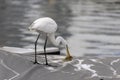 Great egret catching fish by the sea side near the city. Royalty Free Stock Photo