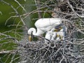 Great Egret and Chicks