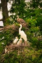 A great egret and chicks in a cypress tree with a blue heron above.