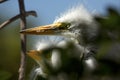 Great egret chicks in a nest at a rookery in Florida. Royalty Free Stock Photo