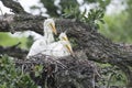 Great Egret Chicks Royalty Free Stock Photo