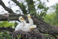 Great Egret Chicks Royalty Free Stock Photo