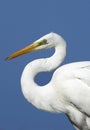 Great egret in closeup