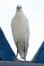 Great egret closeup Royalty Free Stock Photo